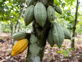 شجرة مثمرة بقرون الكاكاو في إحدى المزارع الأفريقية - بلومبرغ