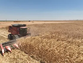 \"الظاهرة\" الإماراتية تتفاوض مع مصر على زراعة 80 ألف فدان جديدة بـ200 مليون دولار