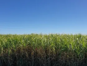 حقل من قصب السكر الناضج في أستراليا - بلومبرغ