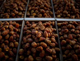 سلسلة \"بتيل\" تدرس طرحاً أولياً في السعودية