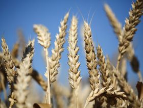 مسؤول: احتياطي مصر من القمح ومشترياتها المحلية سيكفيان لنهاية العام