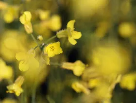 نباتات الكانولا - بلومبرغ