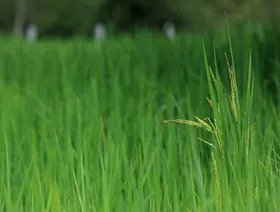 \"سالك\" السعودية تسعى للاستحواذ الكامل على وحدة \"أولام\" الزراعية