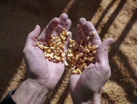 عامل يحمل في يده حبات ذرة في محطة حبوب جديدة في أوديسا، أوكرانيا - المصدر: بلومبرغ