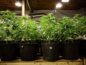 مزرعة صغيرة للقنب بالقرب من خليج كروفورد، في ولاية بريتش كولومبيا. كندا - المصدر: بلومبرغ