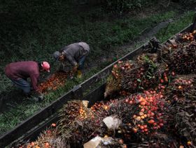عمال يقومون بتحميل باقات ثمار زيت النخيل المحصودة على شاحنة في مزرعة في كابار ، سيلانجور ، ماليزيا  - المصدر: بلومبرغ