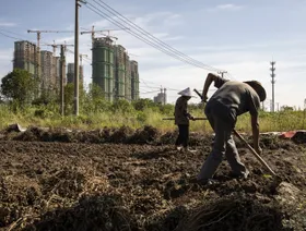مزارعان يحرثان أرضاً وفي الخلفية تظهر أبراج سكنية قيد الإنشاء - بلومبرغ