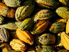 كومة من قرون الكاكاو الناضجة في مزرعة "كونسيرج للشوكولاته. منطقة باتانغ كالي. سيلانغور. ماليزيا - المصدر: بلومبرغ