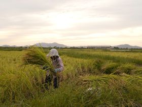 هل يوقف الأرز أزمة الغذاء العالمية؟
