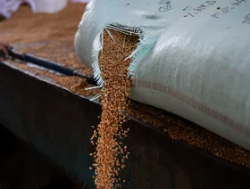 حبوب القمح تنساب من جوال في أحد المطاحن التي تشغلها الحكومة، مصر - بلومبرغ