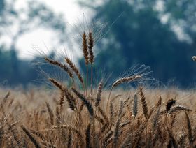 الطقس السيئ والحرب يشعلان المخاوف بشأن إمدادات القمح العالمية