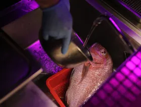 \"يوتيوب\" ينتج جيلاً جديداً من الطهاة