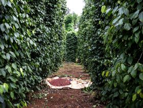ثمار البن على الأشجار داخل مزرعة بمنطقة بون ما توت، فيتنام  - المصدر: بلومبرغ