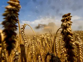 آلة حصاد تشق طريقها وسط حقل مليء بسنابل القمح الناضجة في ذروة الموسم، ضمن حقول تابعة لشركة "غوت شتيفين" في مدينة شتيفين بألمانيا - بلومبرغ