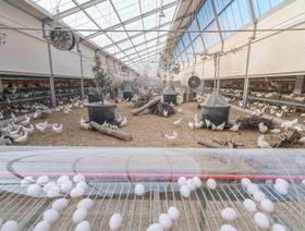 لا بصمة كربونية للبيض حين يقتات الدجاج على طعام عافه البشر