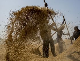 عمال ينظفون حقول الأرز في نيودلهي ، الهند - المصدر: بلومبرغ