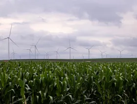 حقل ذرة وفي الخلفية تظهر مجموعة من توربينات الرياح - Getty Images