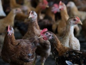 دجاج في منشأة مزرعة الدجاج والخضروات ميرانتي، في بوتشونج ، سيلانغور ، ماليزيا  - المصدر: بلومبرغ