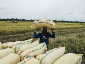 مزارعو الأرز بين مطرقة ارتفاع تكاليف الأسمدة وسندان تراجع أسعار الحبوب