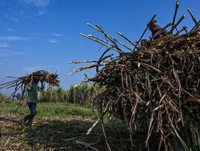 الهند تتجه لتقييد تصدير السكر في تهديد جديد للإمدادات العالمية