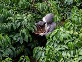 عامل يحصد حبوب القهوة في مزرعة في فيتنام - المصدر: بلومبرغ