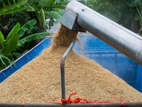 تايلندا عملاقة الأرز تسعى لتنسيق رفع الأسعار مع فيتنام
