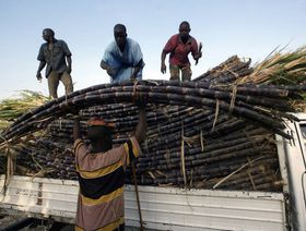 مزارعون  في نيجيريا يُحملون قصب السكر  - المصدر/ منظمة منظمة الأغذية والزراعة "الفاو"