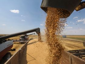 اقتصادي: أسواق الحبوب ستواجه أكبر أزمة إمدادات في عصرنا