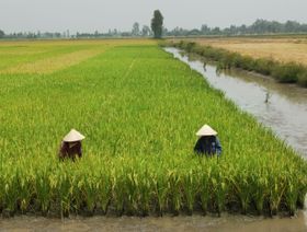 فيتنام تطلب من مزارعي الأرز الغرس المبكر خوفاً من الجفاف