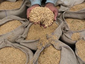 الهند تعفي \"بعض الدول\" من حظر صادرات الأرز