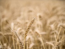 القمح يواجه المجهول في موسم حصاده بسبب غموض موقف الصادرات