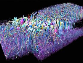 صورة تجميعية للخلايا والتشابكات العصبية في حُصين دماغ فأر باستخدام تقنية رسم الخرائط الدماغية التي تطورها 'إي 11 بايو' وقد أعدها استوديو "كوروميتركس" - بلومبرغ
