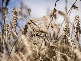 كبار منتجي القمح بالعالم يبطئون وتيرة التصدير