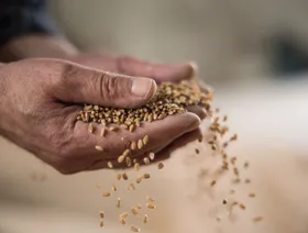 أسعار القمح ترتفع بعد تعهد تايوان بالشراء من أميركا