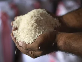 عامل يحمل حفنة من الأرز المعالج حديثاً والمرتبة في مصنع لمعالجة الأرز. وتخطط الفلبين لتمديد حظر استيراد الأرز على نطاق أوسع حتى أبريل - المصدر: بلومبرغ