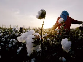 عاملة تجمع القطن خلال موسم الحصاد في منطقة شينغيانغ في الصين - بلومبرغ