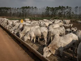 رسوم ترمب قد توجه ضربة بمليار دولار لمصدري لحوم البقر في البرازيل