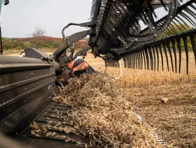 الصين تُبطئ مشترياتها من فول الصويا قبيل قمة ترمب وشي