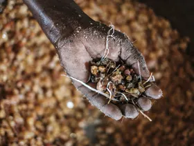 بلورات الصمغ العربي في يد شخص وأسفلها تبدو كومة من القطع الأخرى - بلومبرغ