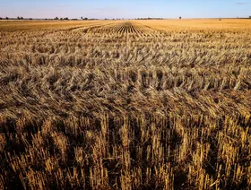 بسبب الجفاف.. إنتاج القمح في الصين مهدد بالتراجع لأدنى مستوى منذ 2018