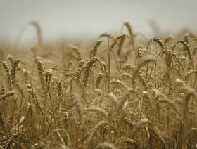 نباتات القمح خلال حصاد القمح الصيفي من قبل شركة البذور الزراعية الأوكرانية بيريموغا في منطقة فاستيف بمنطقة كييف، أوكرانيا، يوم الاثنين 24 يوليو 2023 - المصدر: بلومبرغ