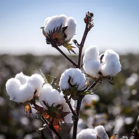 قطن ينمو في حقل على مشارف منطقة موري بولاية نيو ساوث ويلز في أستراليا - المصدر: بلومبرغ