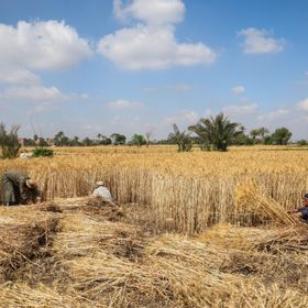 مزارعون يحصدون محصول القمح في أحد الحقول في مصر - بلومبرغ - بلومبرغ