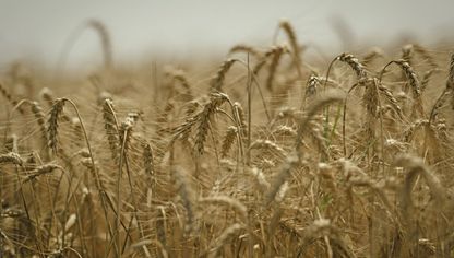 نباتات القمح خلال حصاد القمح الصيفي من قبل شركة البذور الزراعية الأوكرانية بيريموغا في منطقة فاستيف بمنطقة كييف، أوكرانيا، يوم الاثنين 24 يوليو 2023 - المصدر: بلومبرغ