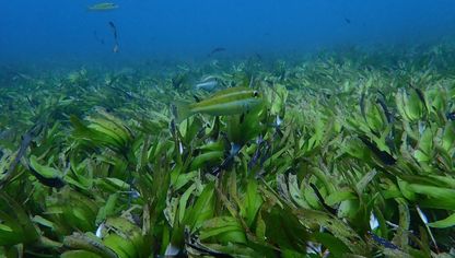 أسماك تسبح فوق الأعشاب البحرية في السيشيل  - المصدر: بلومبرغ