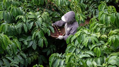 عامل يحصد حبوب القهوة في مزرعة في فيتنام - المصدر: بلومبرغ