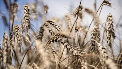 سنابل قمح جاهزة للحصاد في أحد الحقول - بلومبرغ