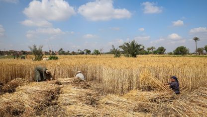 مزارعون يحصدون محصول القمح في أحد الحقول في مصر - بلومبرغ - بلومبرغ