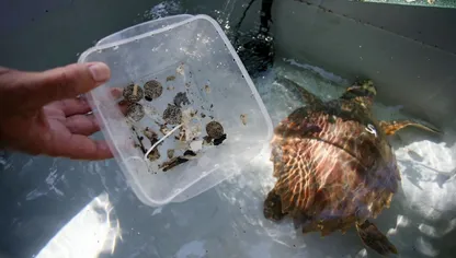 سلحفاة بحرية داخل حوض مائي وبجانبها يد شخص تمسك بعلبة بلاستيكية شفافة تحتوي على قطع من النفايات البلاستيكية الصغيرة - Getty Images