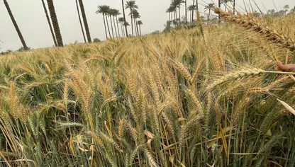 صور حقول قمح في دلتا النيل. مصر تخطط لزراعة القمح والأرز والذرة في السودان للاستفادة من وفرة الأراضي الصالحة والمياه. - المصدر: بلومبرغ